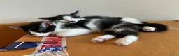 Domestic Shorthair cats for sale: Beautiful kittens ready now - Advert 4