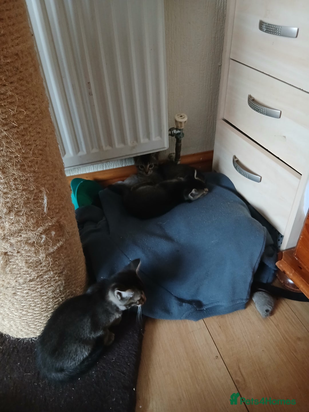 Oriental cats for sale: 4 girls 1 boy - Image 3