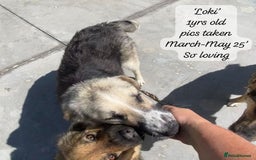 Mixed Breed dogs for adoption: Loki, 1 yr old, male. Reserved stc.  in Brixham - Image 9
