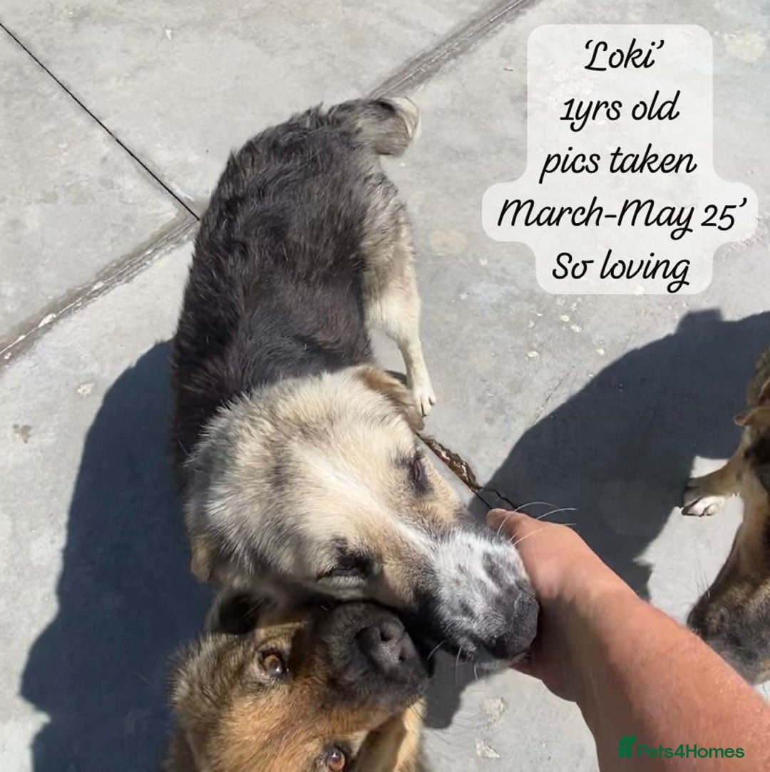 Mixed Breed dogs for adoption: Loki, 1 yr old, male. Reserved stc.  in Brixham - Image 9