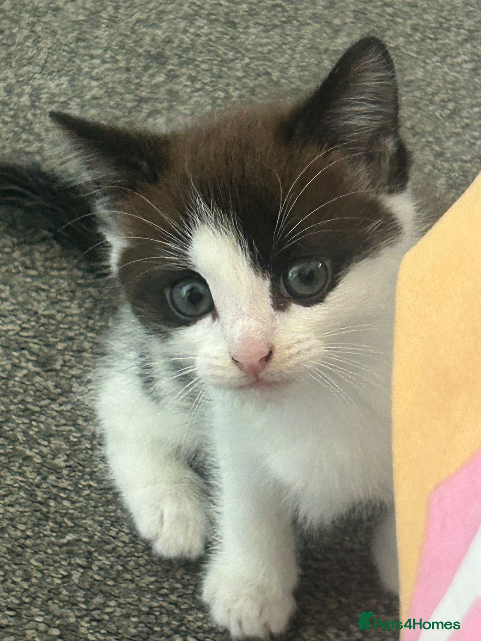 Mixed Breed cats Kitten Ready Now - Advert 2