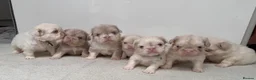 French Bulldog dogs for sale: 💕🐾 GORGEOUS FLUFFY FRENCH BULLDOG GIRLS KC REG - Advert 1