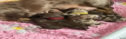 Miniature Dachshund dogs for sale: Absolutely stunning miniature dachshunds  - Advert 5