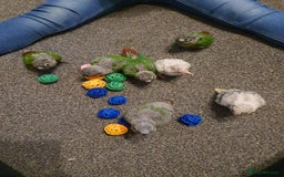 Conures birds for sale: Handreared conures - Image 20