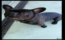 French Bulldog dogs for sale: Rocco  - Image 4