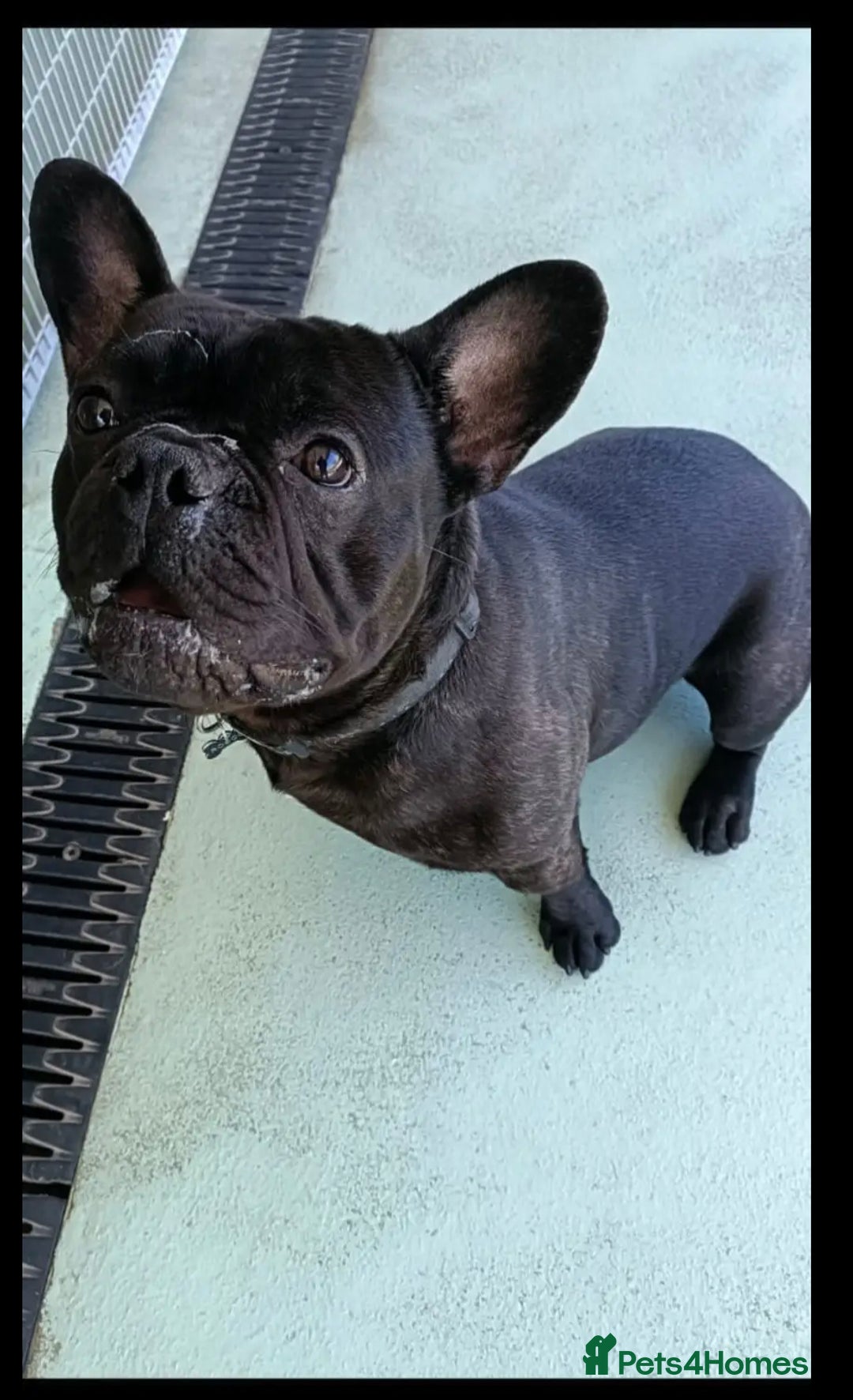 French Bulldog dogs for sale: Rocco  - Image 4