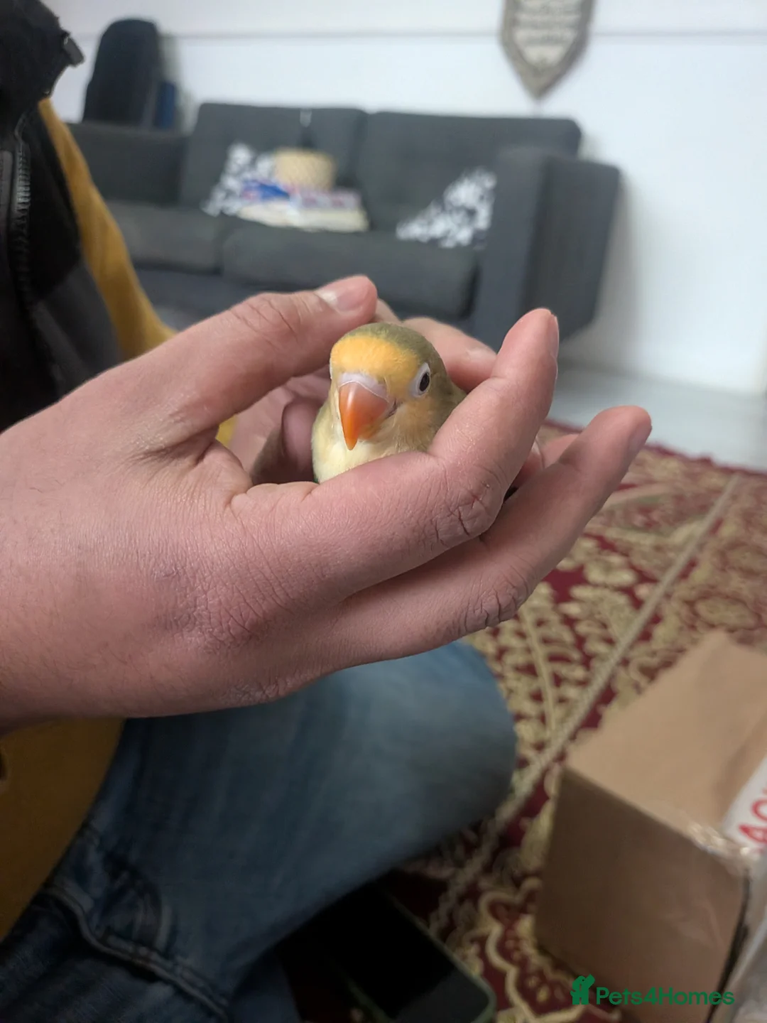 Lovebirds birds for sale: 🦜🐦Hand Tamed Baby Love Birds🦜🐦 in London - Advert 2