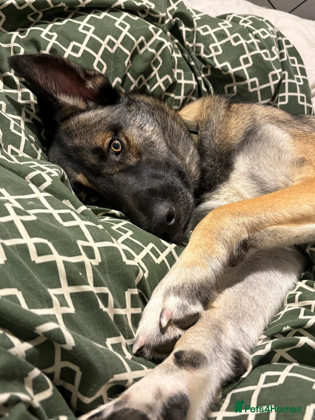 Mixed Breed dogs for sale: Lovely Mali x husky in need to active loving home  in Haywards Heath - Advert 5