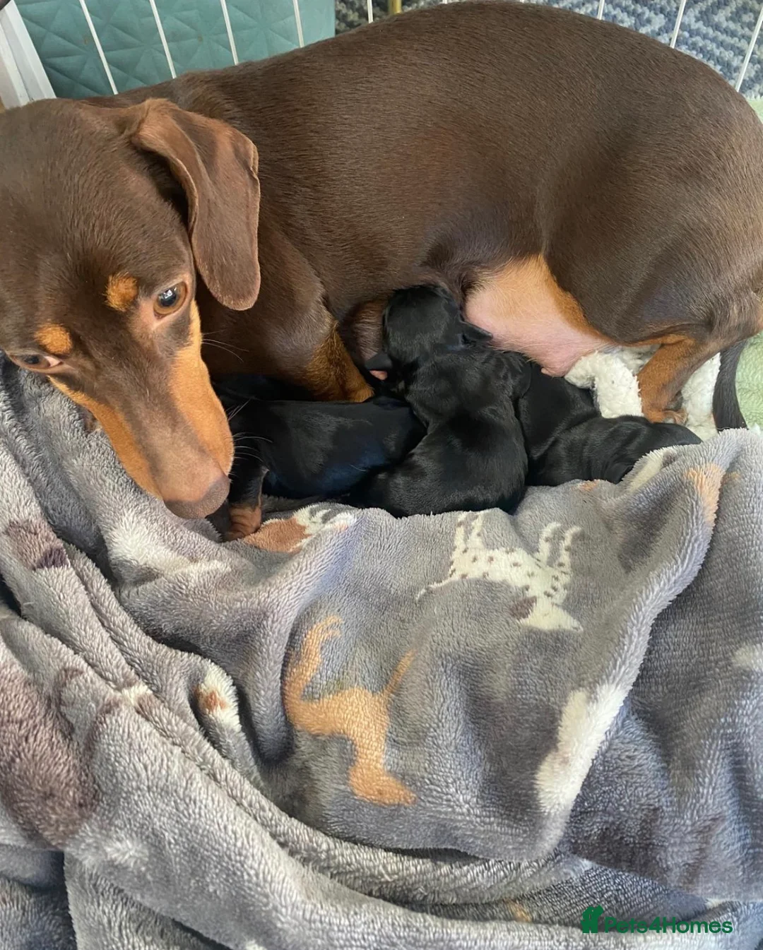 Miniature Dachshund dogs for sale: Miniature Dachsund  in Wigan - Advert 1