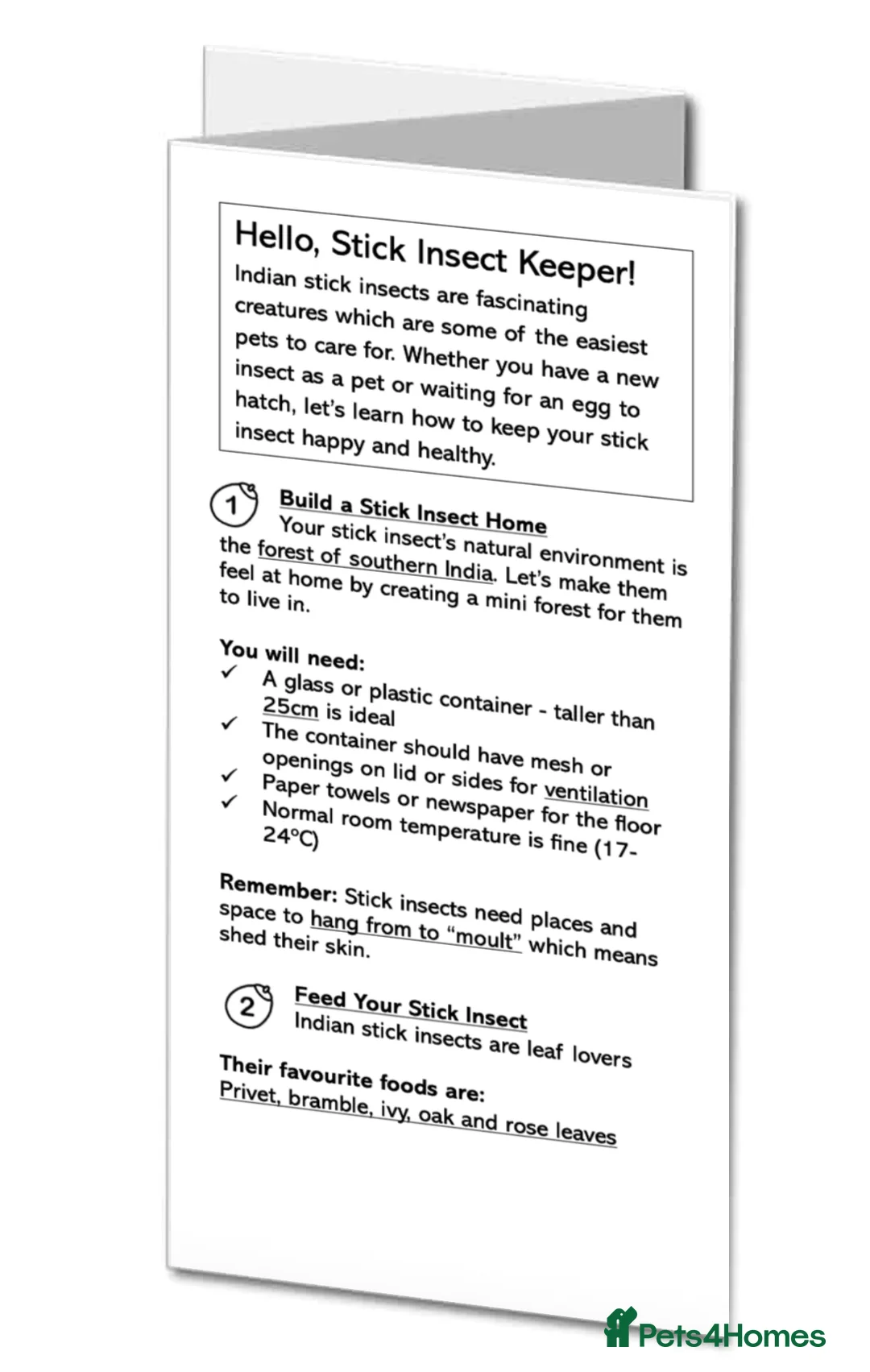 Stick Insects invertebrates for sale: Stick insect eggs with how to guide - Advert 2