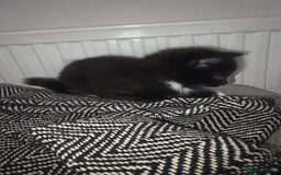 Domestic Shorthair cats for sale: Three beautiful boys ready to leave  - Image 7