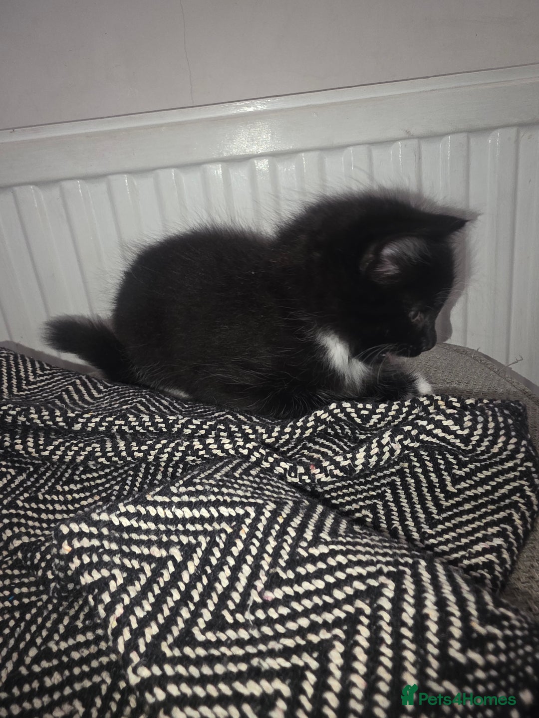 Domestic Shorthair cats for sale: Three beautiful boys ready to leave  - Image 7