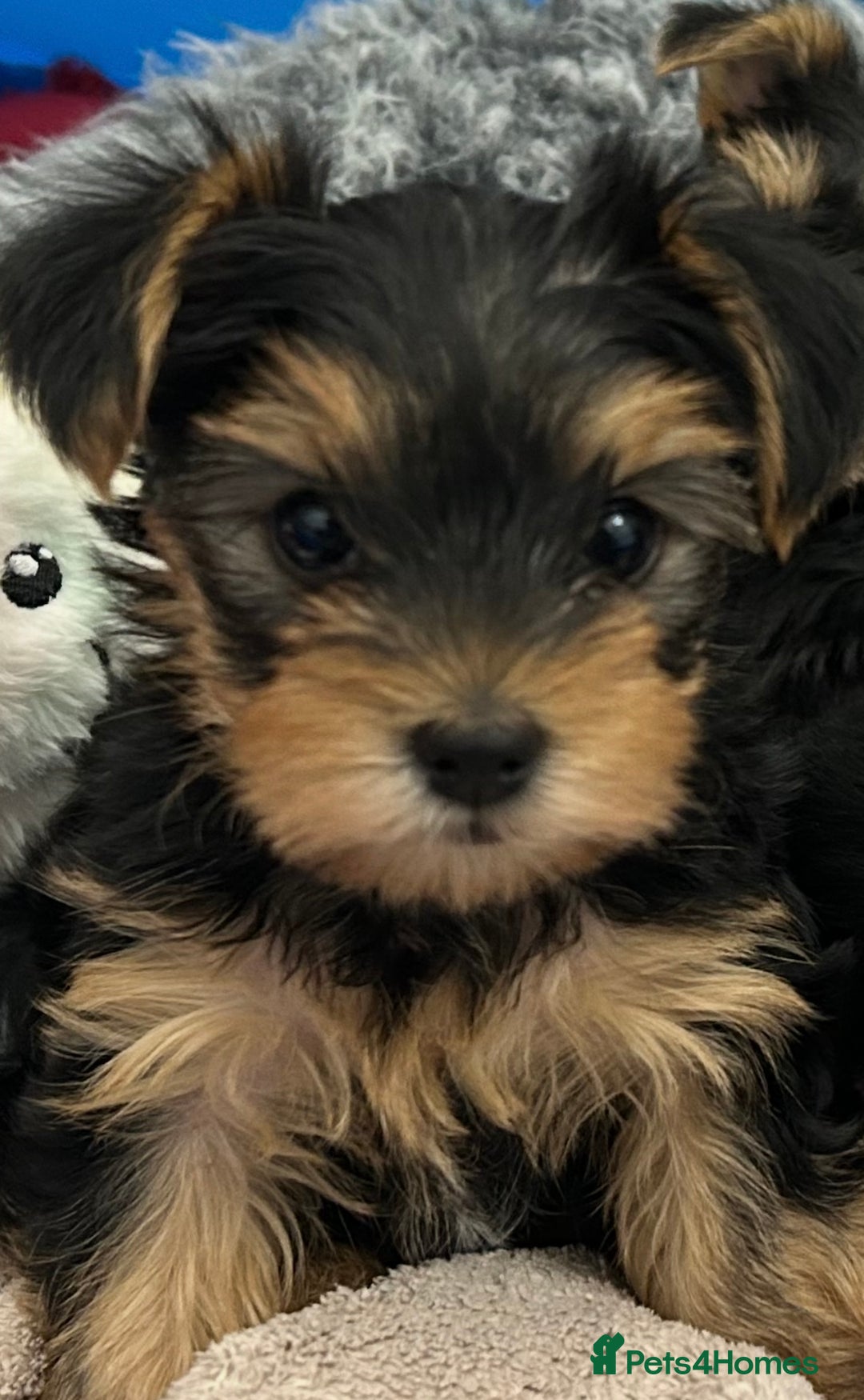 Yorkshire Terrier dogs for sale: Mini Yorkshire Terrier Puppies. - Advert 2