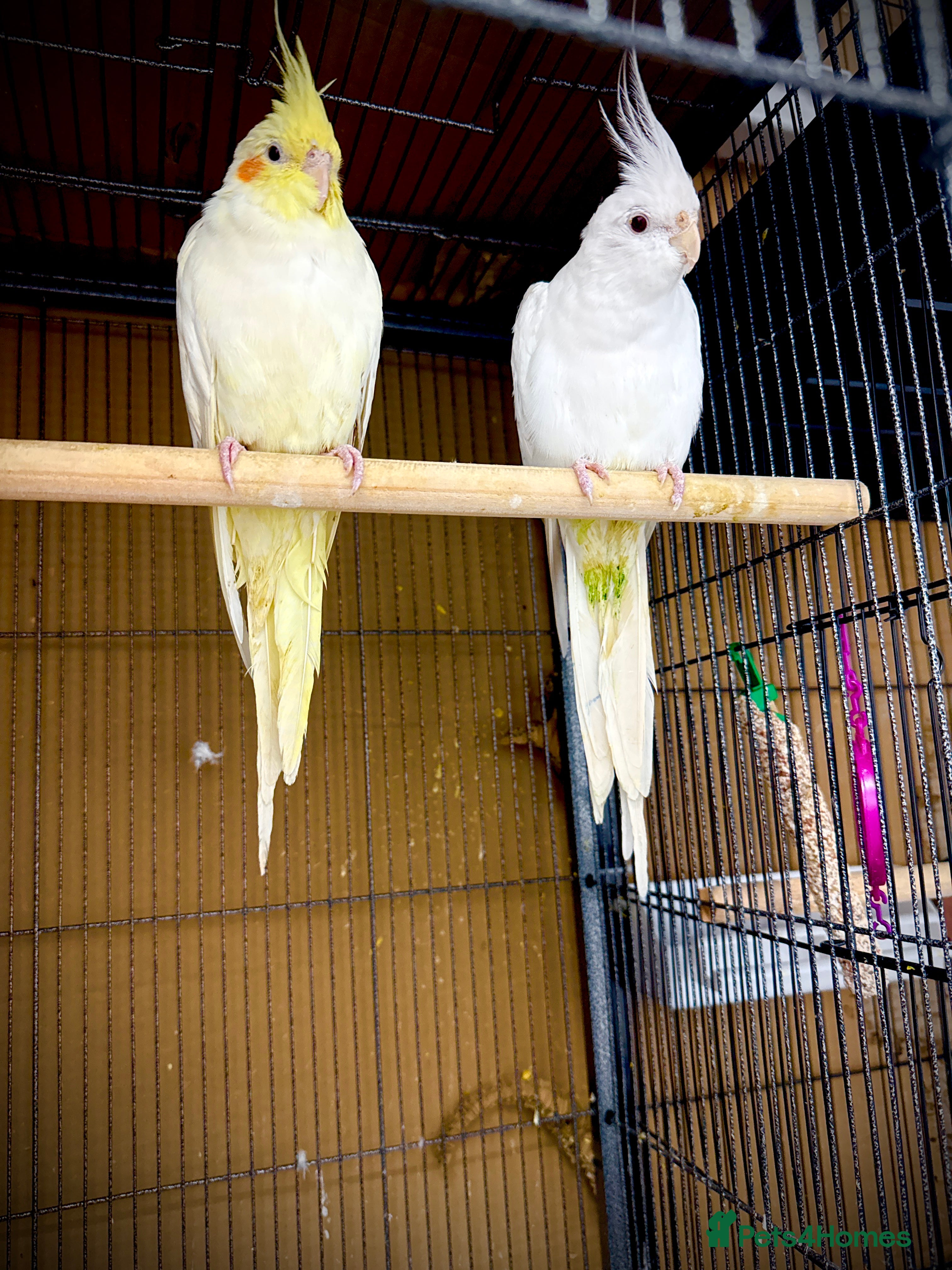 Cockatiels birds Cockatiels male and females  - Advert 6