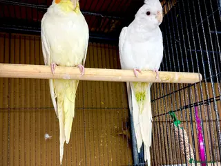 Cockatiels birds Cockatiels male and females - Advert 6