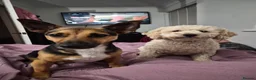 Jack Russell dogs for sale: Gus: Affectionate Jack Russell Seeks Loving Home - Advert 19