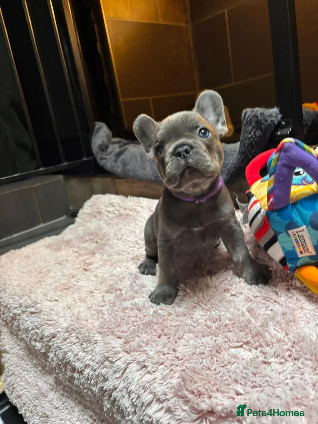 French Bulldog dogs for sale: Beautiful French Bulldog Puppies – 6 Available 🐾 in Canterbury - Advert 9