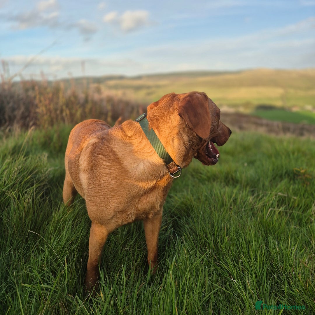 Labrador Retriever dogs for stud: Fully Health Tested Red Fox Lab Stud - Advert 10