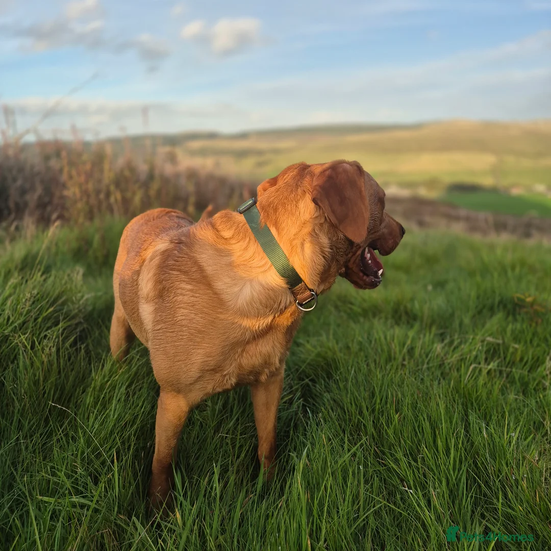 Labrador Retriever dogs for stud: Fully Health Tested Red Fox Lab Stud - Advert 16