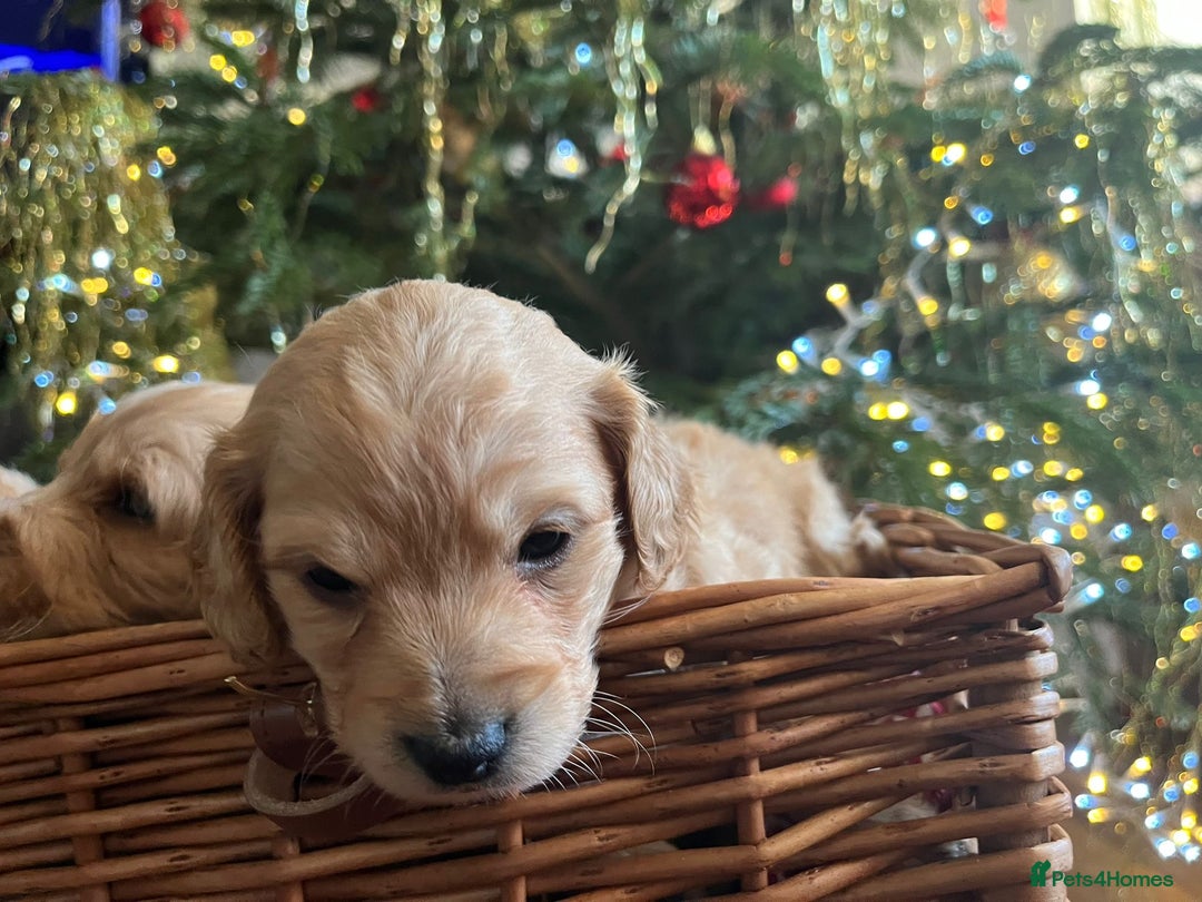Cockapoo dogs for sale: Beautiful cockapoo puppies - Advert 20