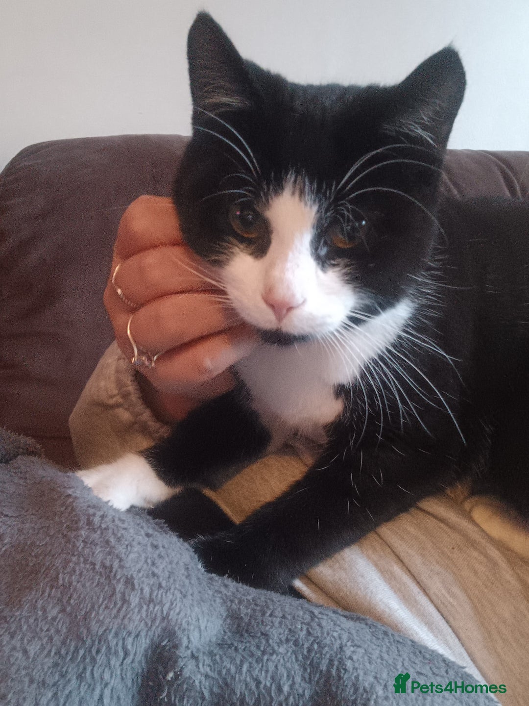 Mixed Breed cats for sale: Male cat  - Advert 1