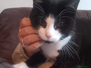 Mixed Breed cats Male cat - Advert 2