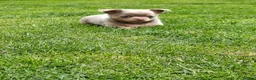 Chihuahua dogs for sale: Chihuahua boys - Advert 7