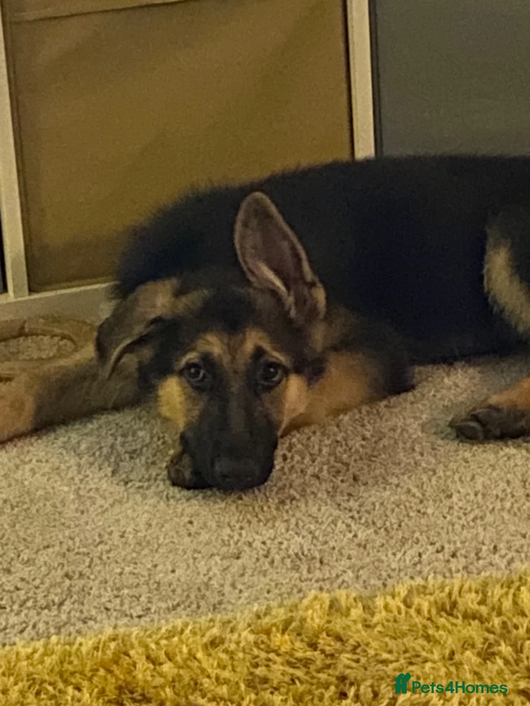 German Shepherd dogs for sale: Special Home Needed  - Advert 2
