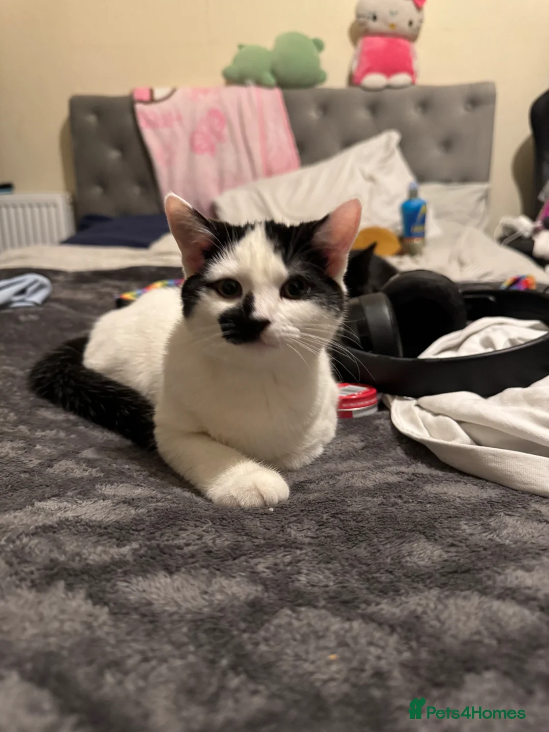 Mixed Breed cats for sale: Female black and white kitten  - Advert 3