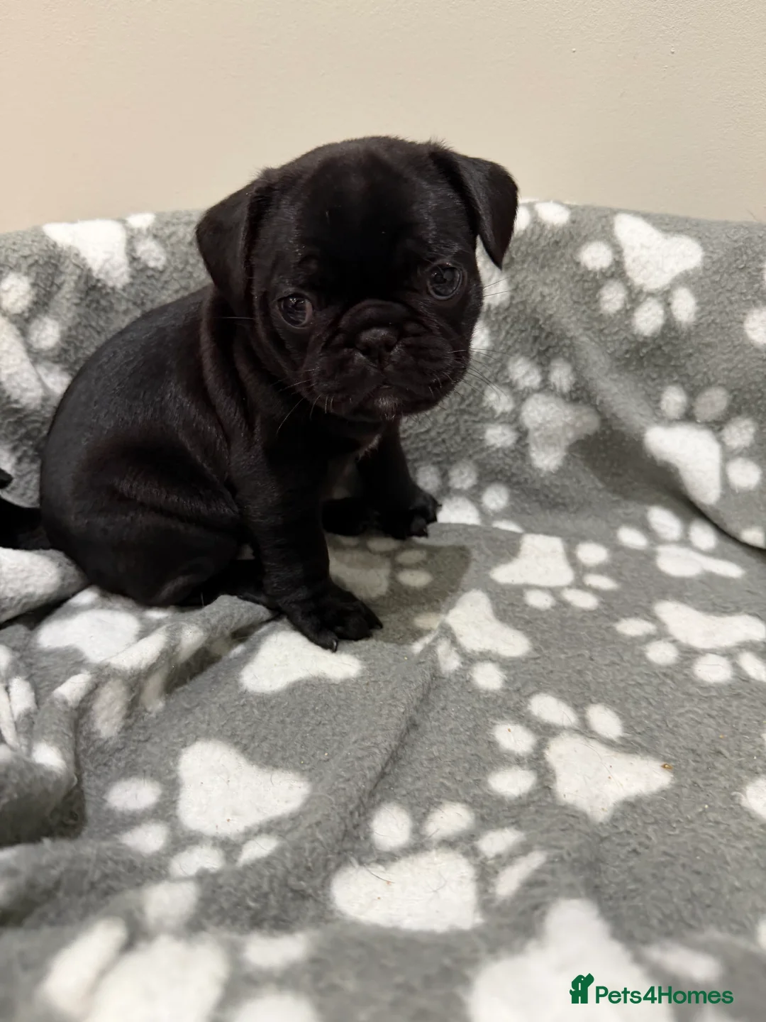 Frug dogs for sale: Beautiful Frug Puppies - Advert 4
