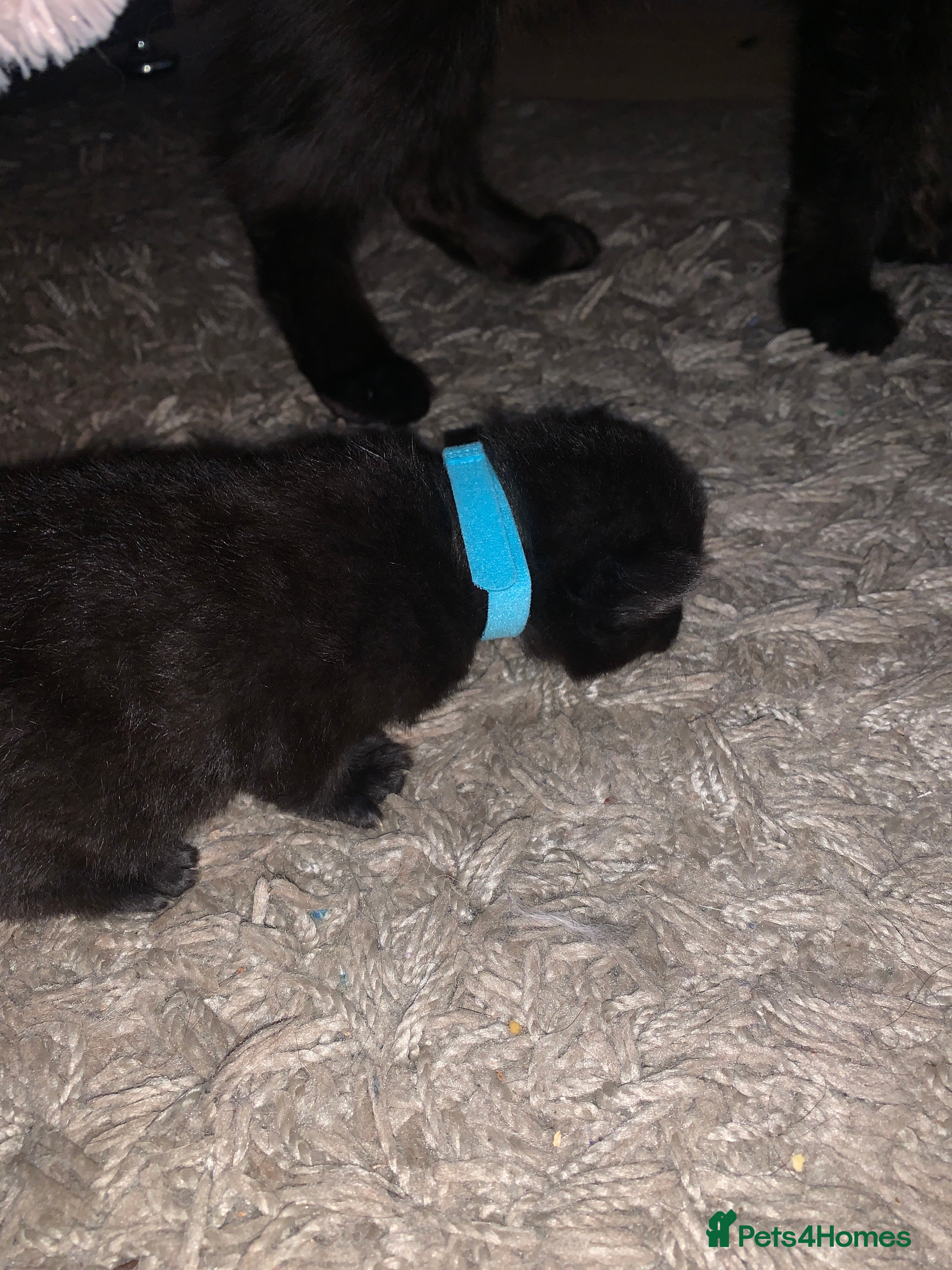 Maine Coon cats 3 Gorgeous Maine coon kittens for sale.  - Advert 12