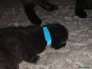 Maine Coon cats 3 Gorgeous Maine coon kittens for sale. - Advert 12