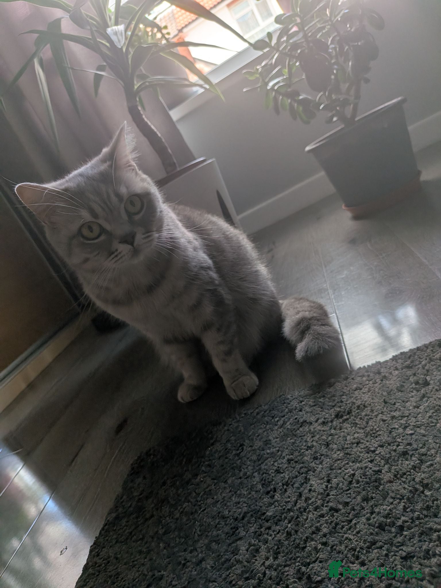 British Shorthair cats British shorthair - Advert 3