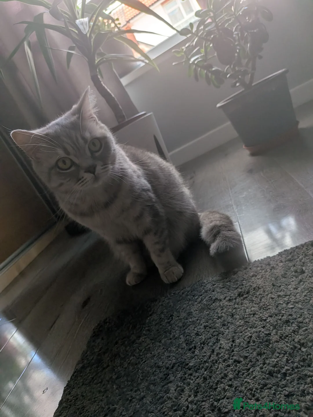 British Shorthair cats for sale: British shorthair - Advert 1