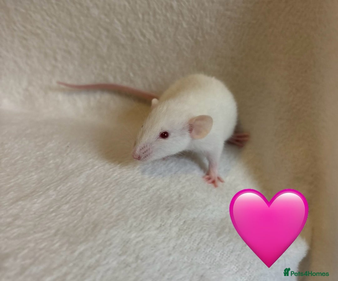 Rat rodents for sale: Baby Dumbo rats for sale - Advert 4