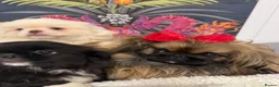 Pekingese dogs for sale: Pekingese puppies  - Advert 4