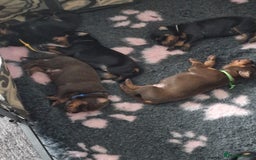 Dobermann dogs for sale: Doberman puppies - Image 9