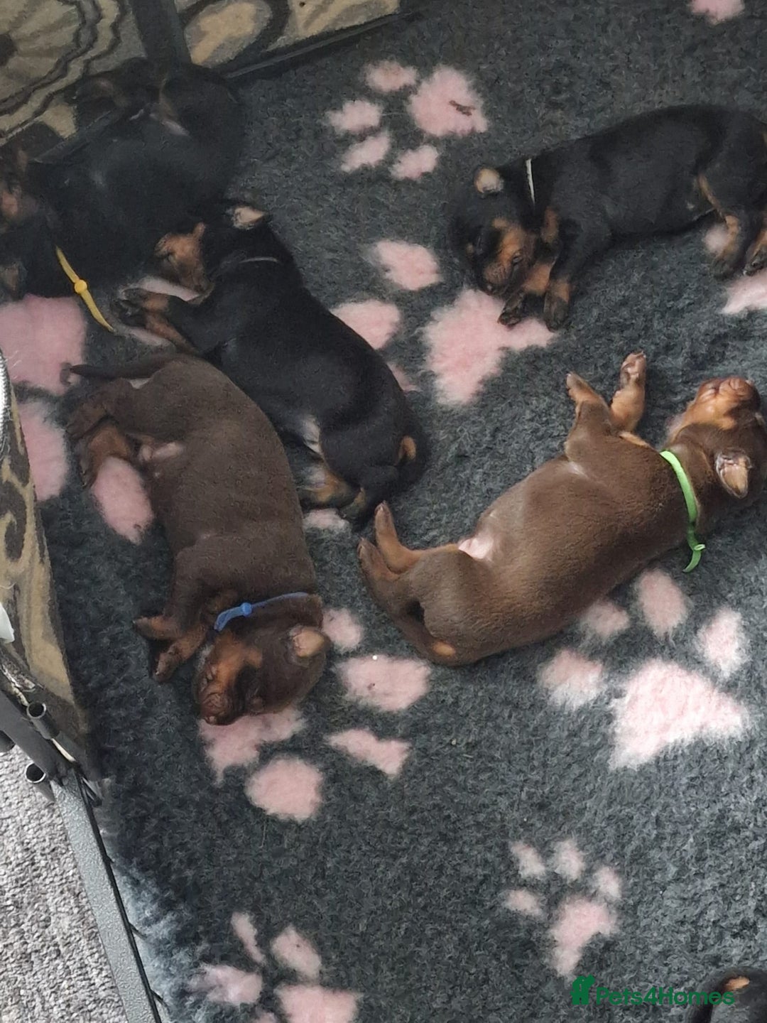 Dobermann dogs for sale: Doberman puppies - Image 9