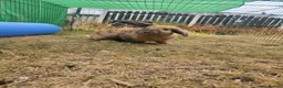 Mixed Breed rabbits for sale: A lovely bunny- Bert - Advert 2