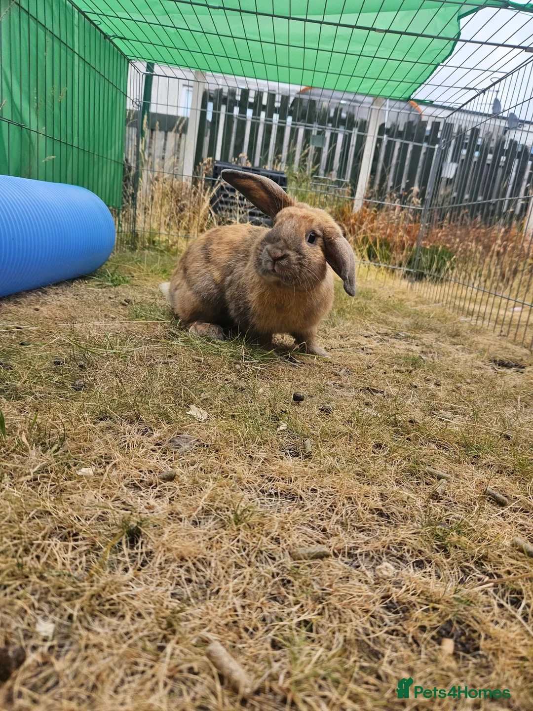 Mixed Breed rabbits for sale: A lovely bunny- Bert - Advert 2