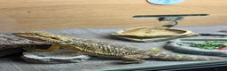 Bearded Dragon reptiles for sale: Bearded Dragon - Advert 1
