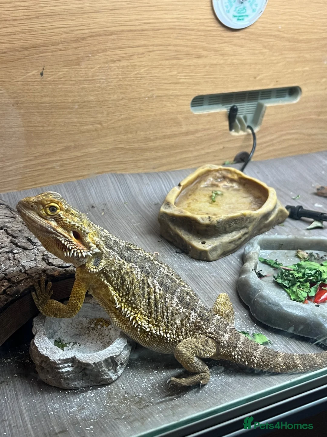 Bearded Dragon reptiles for sale: Bearded Dragon - Advert 1