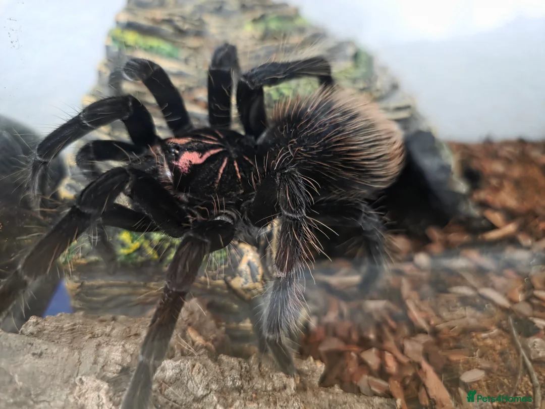 Gallery Image {{count}}