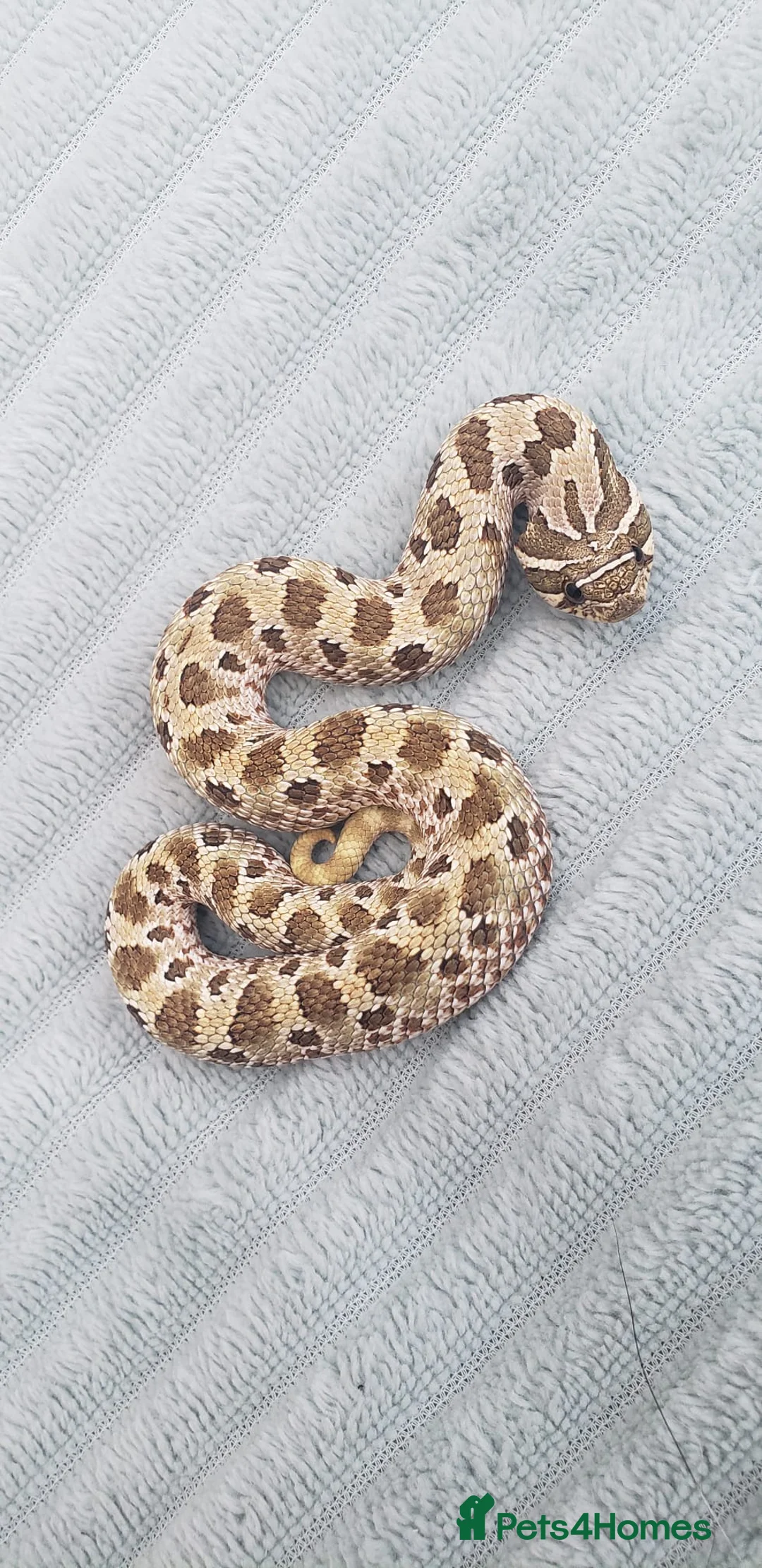 Snake reptiles for sale: Western Hognose babies From £100 - Advert 1