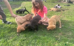 Labrador Retriever dogs for sale: Beautiful Labrador pups  - Image 14