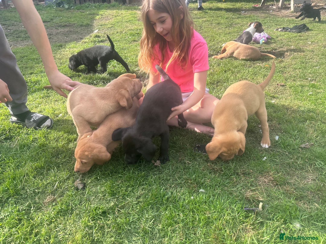 Labrador Retriever dogs for sale: Beautiful Labrador pups  - Image 14