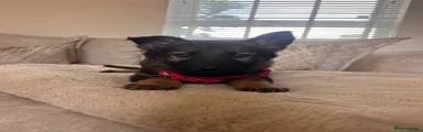 German Shepherd 2