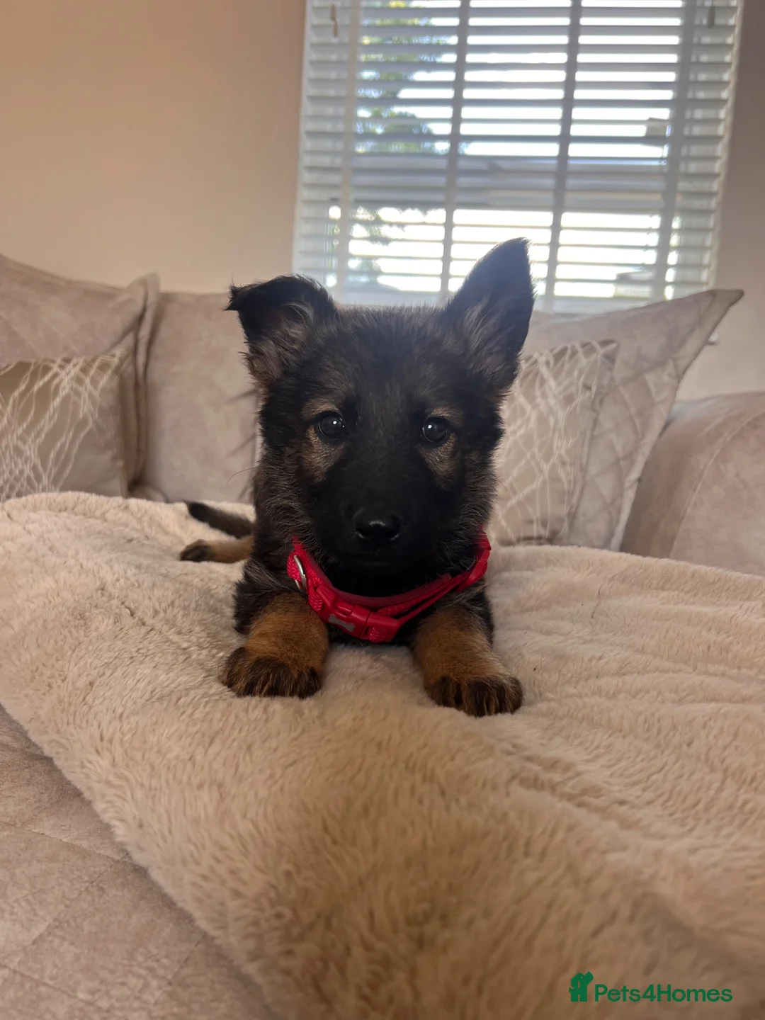 German Shepherd dogs for sale: Available now looking for there forever homes  - Advert 2