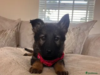 German Shepherd dogs Available now looking for there forever homes - Advert 10