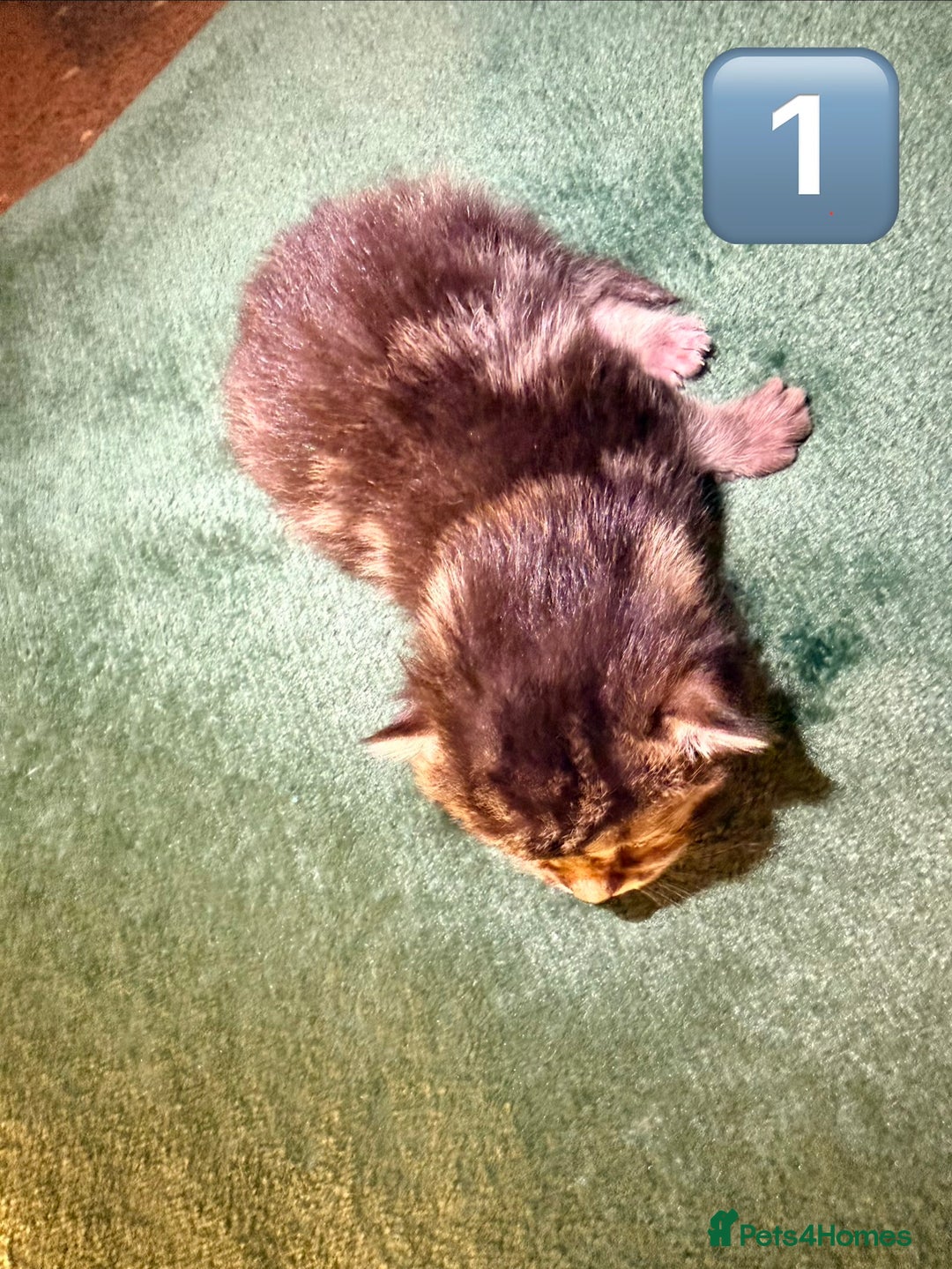 Maine Coon cats for sale: Gorgeous Fluffy Maine Coon Kittens  - Advert 3